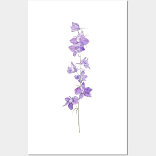 purple larkspurs flowers watercolour Posters and Art